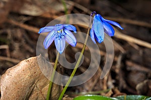Blue spring flowers in forest