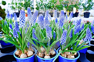 Blue spring flowers grape hyacinth