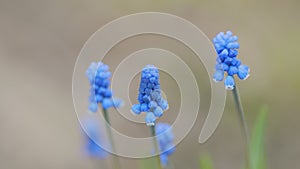 Blue spring flowers grape hyacinth in garden. Floral abstract natural background. Slow motion.