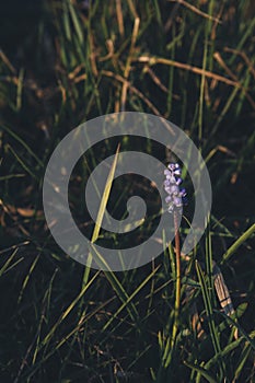 Blue spring flowers, grape hyacinth in grass in garden Muscari