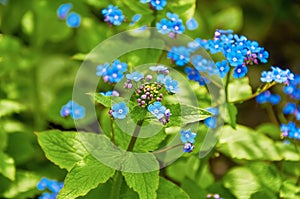 Blue spring flowers. Myosotis sylvatica spring flowering season. Floral background