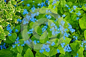 Blue spring flowers. Myosotis sylvatica spring flowering season. Floral background