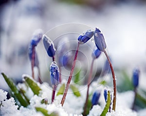 Blue spring flowers in the snow