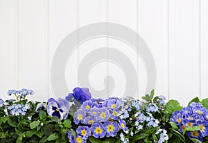 Blue spring flowers on wooden white background for decoration.