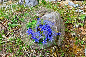 Blue spring gentian (Gentiana verna)