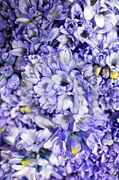 Blue spring hyacinth close-up