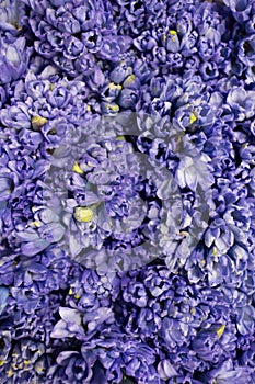Blue spring hyacinth  close-up