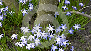 Blue spring primroses bloom