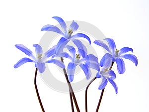 Blue spring scilla photo