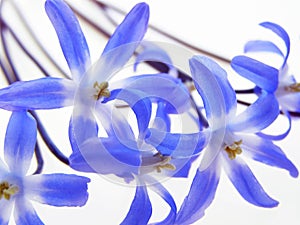 Blue spring scilla photo