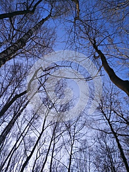 Blue spring sky with leafless tree branches growing upwords, hights concept