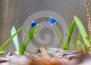 A blue spring snowdrops with water drops