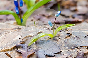 A blue spring snowdrops with water drops