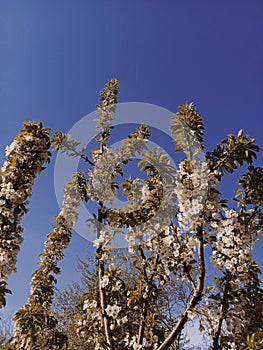 Blue spring summer sunshine flover