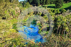 The Blue Spring, Te Waihou, New Zealand, emerging in a stand of native trees