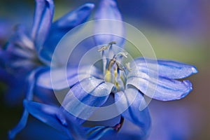 Blue Spring time flower as first beauty of nature