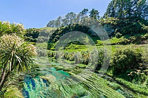 Blue Spring which is located at Te Waihou Walkway,Hamilton New Zealand.