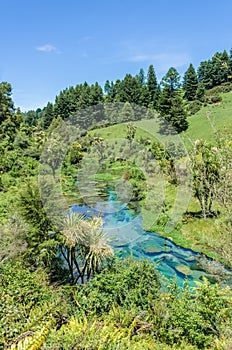 Blue Spring which is located at Te Waihou Walkway,Hamilton New Zealand.