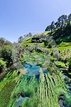 Blue Spring which is located at Te Waihou Walkway,Hamilton New Zealand.