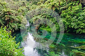 Blue Spring which is located at Te Waihou Walkway,Hamilton New Zealand.