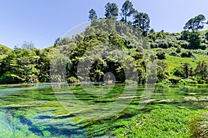 Blue Spring which is located at Te Waihou Walkway,Hamilton New Zealand.