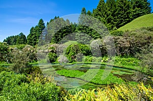 Blue Spring which is located at Te Waihou Walkway,Hamilton New Zealand.