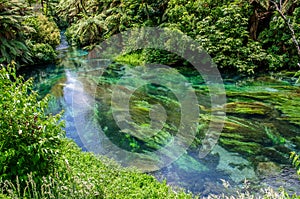 Blue Spring which is located at Te Waihou Walkway,Hamilton New Zealand.