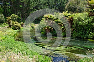 Blue Spring which is located at Te Waihou Walkway,Hamilton New Zealand.