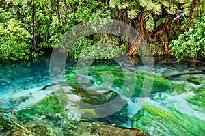 Blue Spring which is located at Te Waihou Walkway,Hamilton New Zealand.