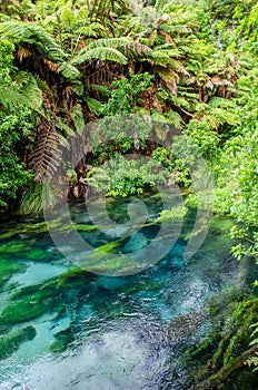 Blue Spring which is located at Te Waihou Walkway,Hamilton New Zealand.