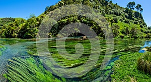 Blue Spring which is located at Te Waihou Walkway,Hamilton New Zealand.