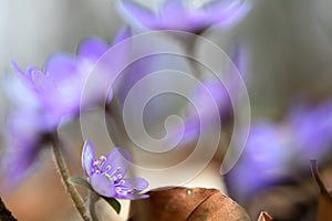 Blue spring wildflower liverleaf or liverwort Hepatica nobilis photo