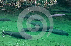 Blue Springs State Park manatees.