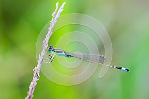 Blue Sprite - Portrait of damselfly