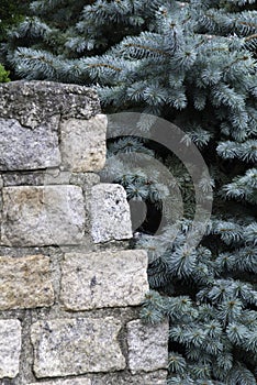 Blue Spruce and Blocks