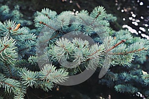 Blue spruce branch background