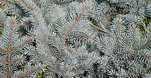 Blue spruce branch. Beautiful branch of spruce with needles. Christmas tree in nature.