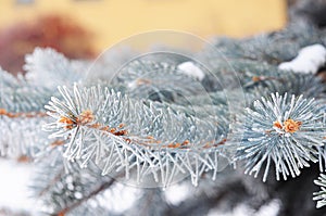 Blue spruce branch. Blue spruce, green spruce, white spruce, Colorado blue spruce with hoarfrost. Christmas tree with hoarfrost.