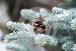 Blue spruce branch with cones covered with snow