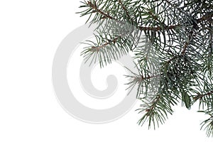 Blue Spruce branch  isolated on white background