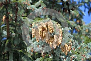 Blue spruce branch with large cones in large quantities