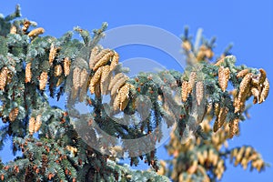 Blue spruce branch with large cones in large quantities