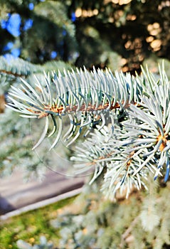 Blue spruce branch. Needles are close-up