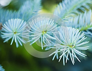 Blue spruce branches