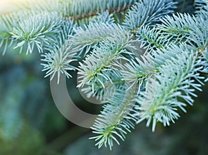 Blue spruce branches