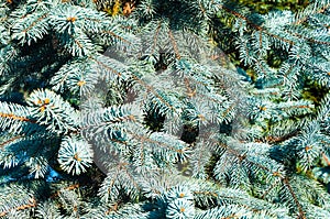 Blue spruce branches