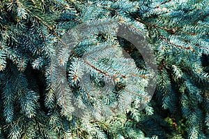 Blue spruce branches
