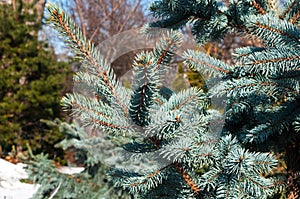 Blue spruce branches