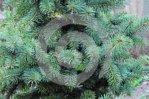 Blue spruce. Branches of blue fir tree.