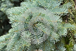 Blue spruce branches in the garden